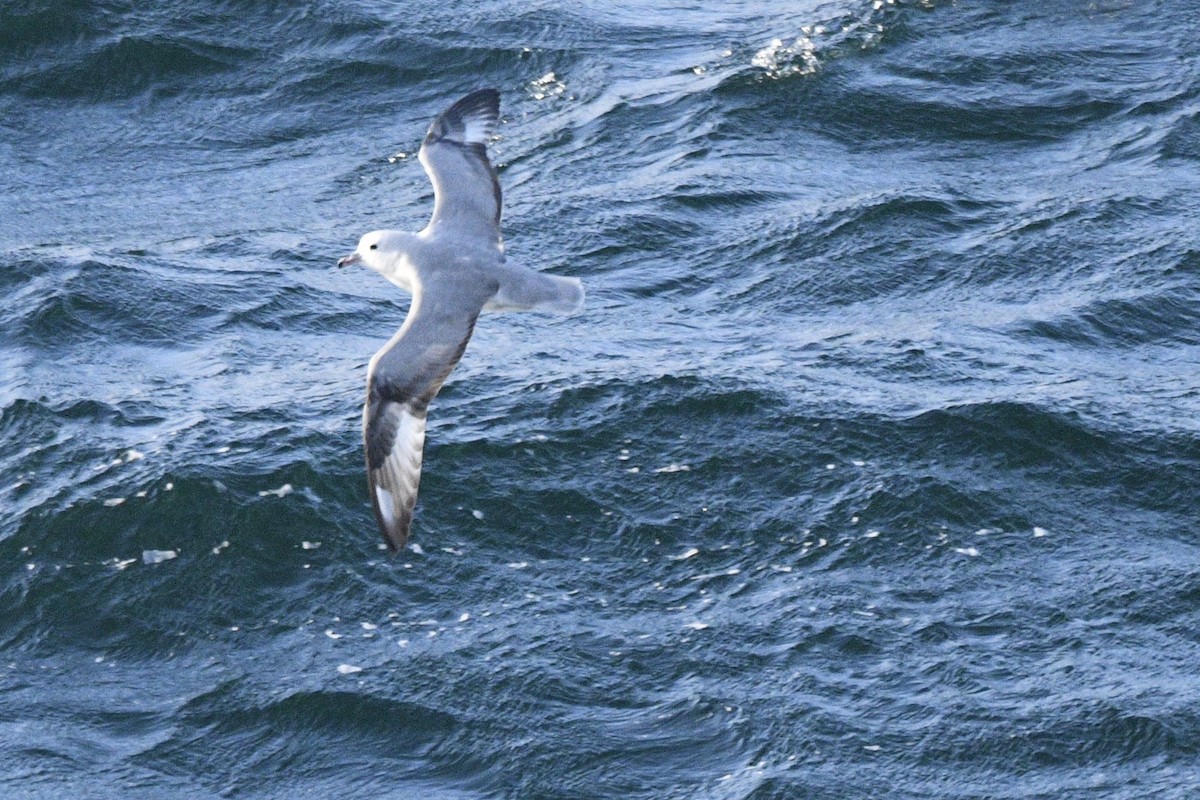 Silbersturmvogel - ML647099064