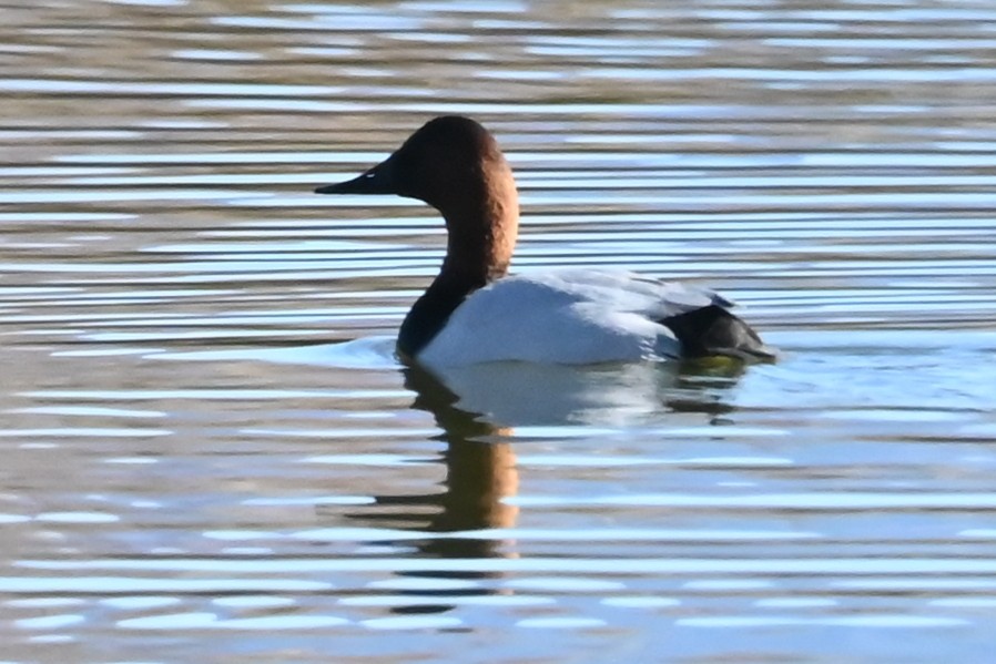 Canvasback - ML647099067