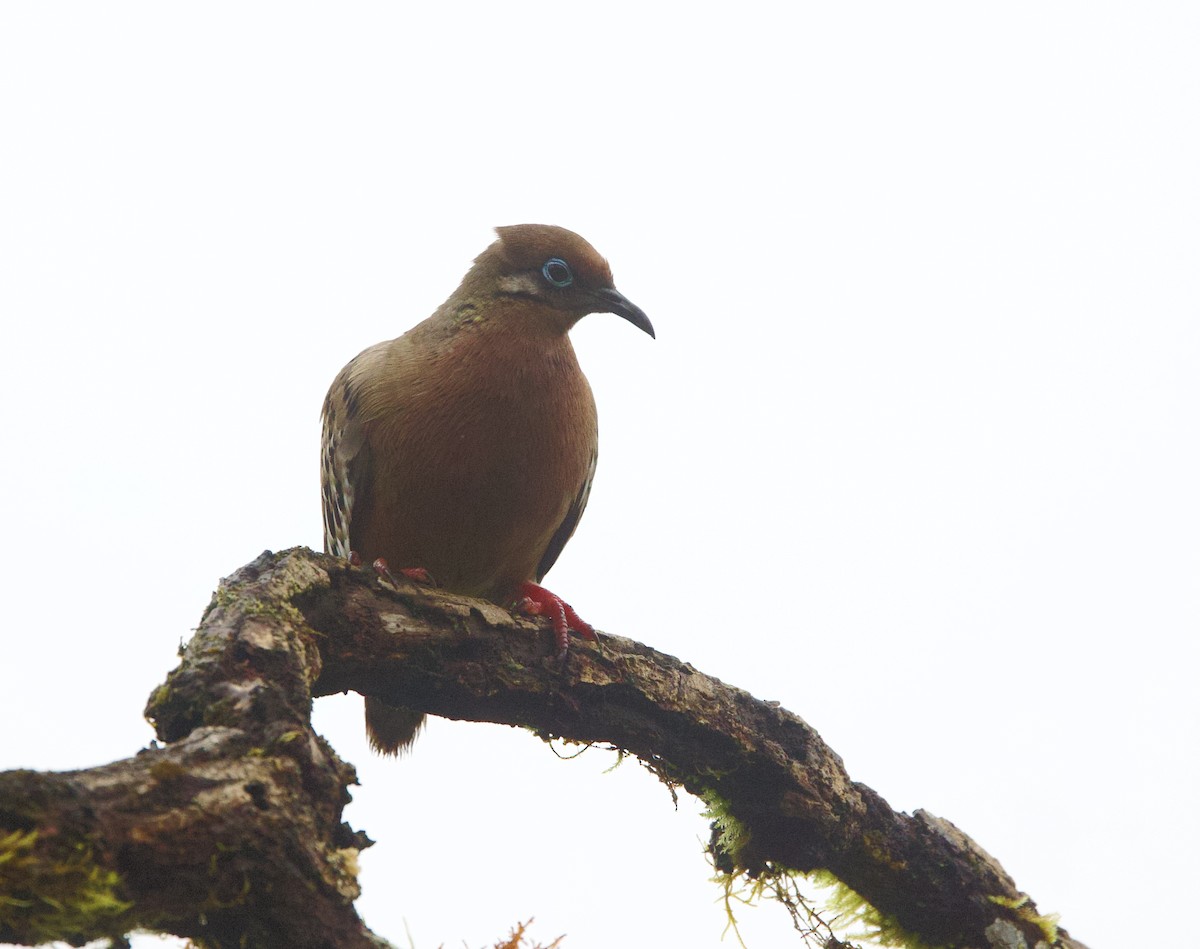 Galapagos Kumrusu - ML647099071