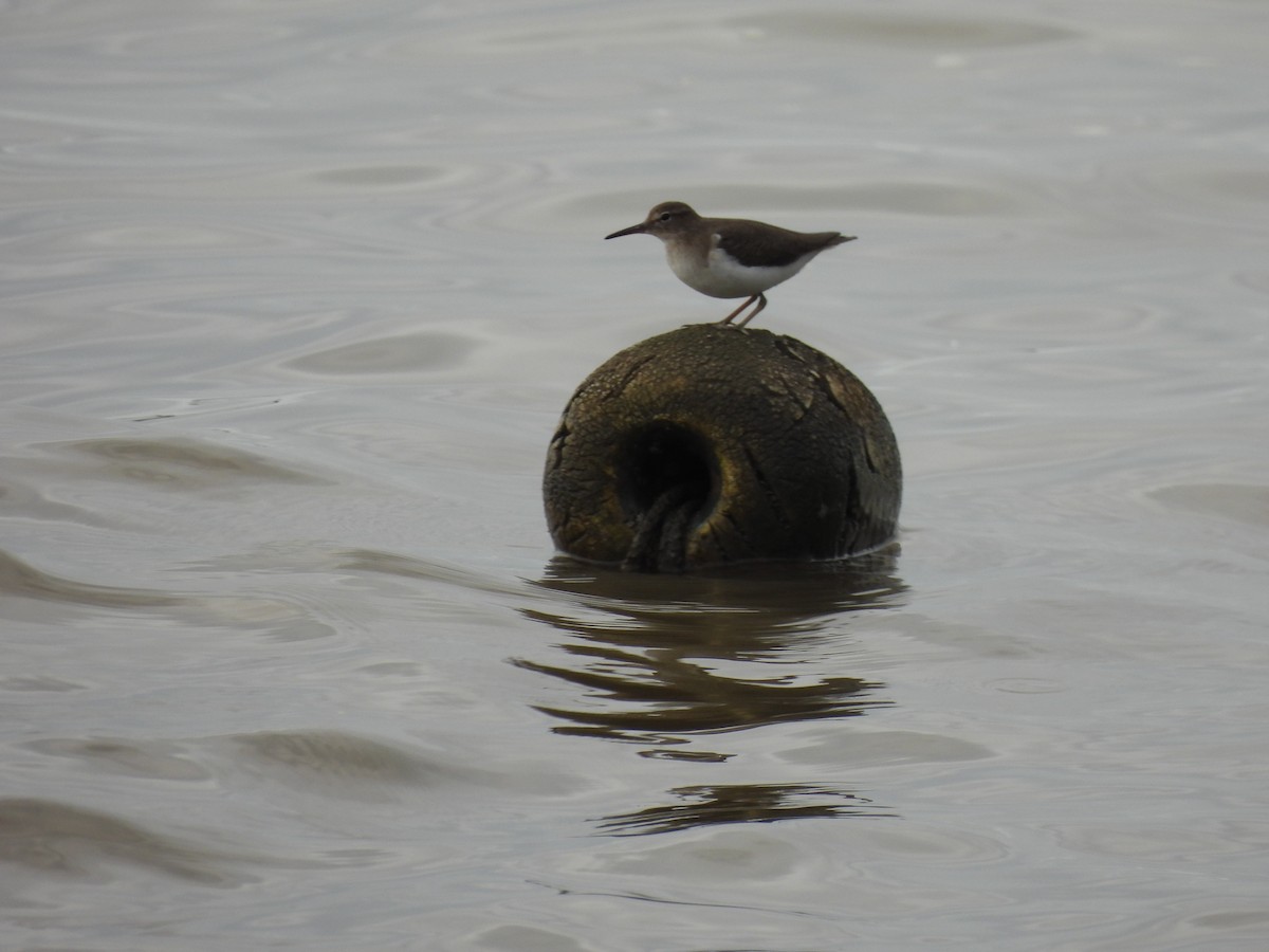 Spotted Sandpiper - ML647099101