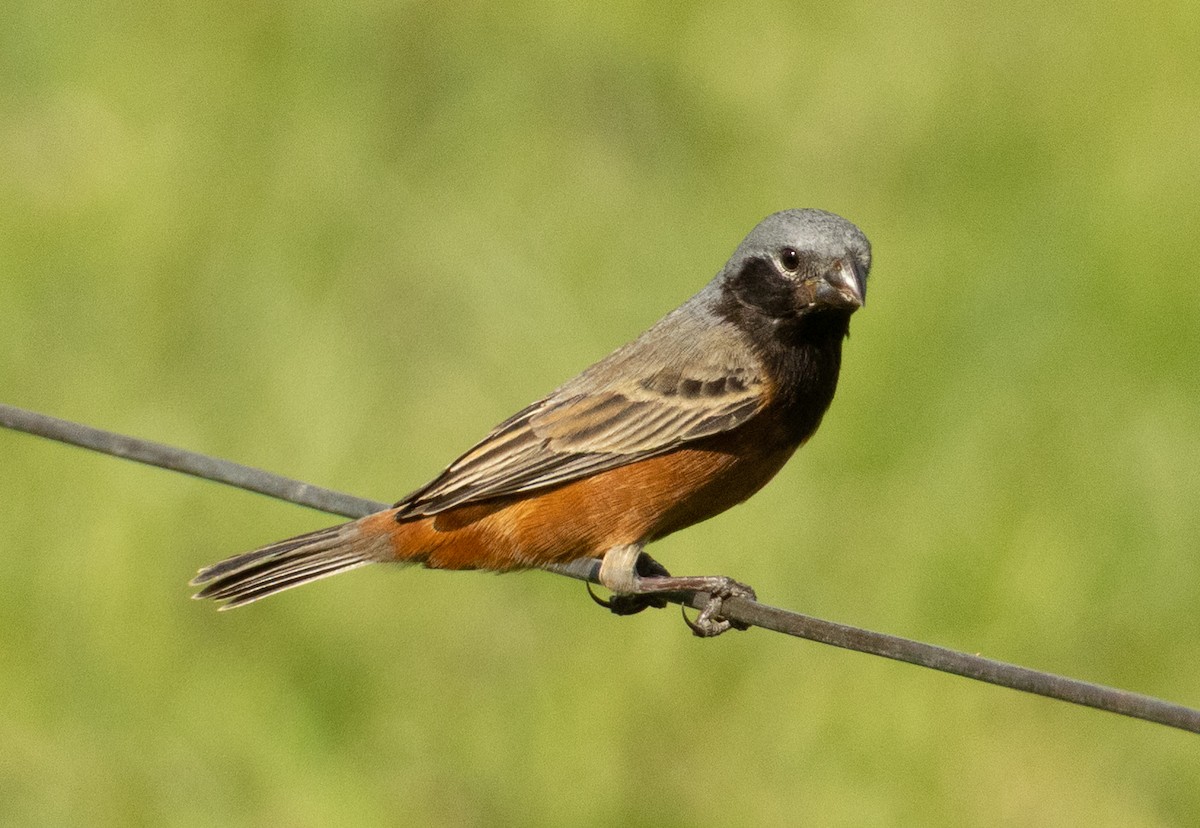 Dark-throated Seedeater - ML647099103