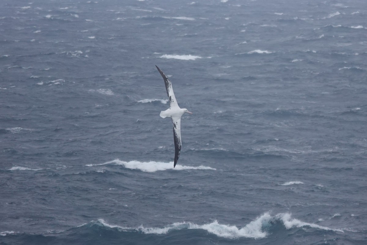 Snowy Albatross - ML647099114