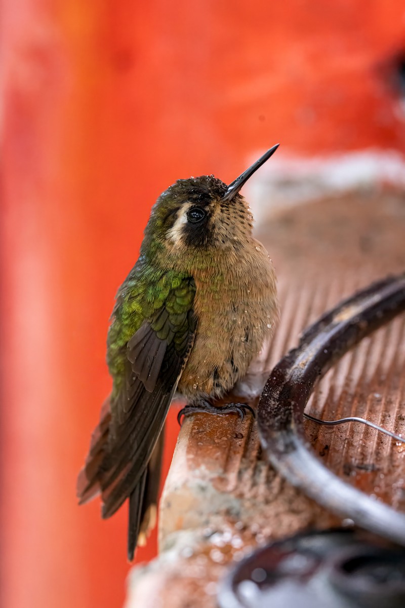 ミミグロハチドリ - ML647099115