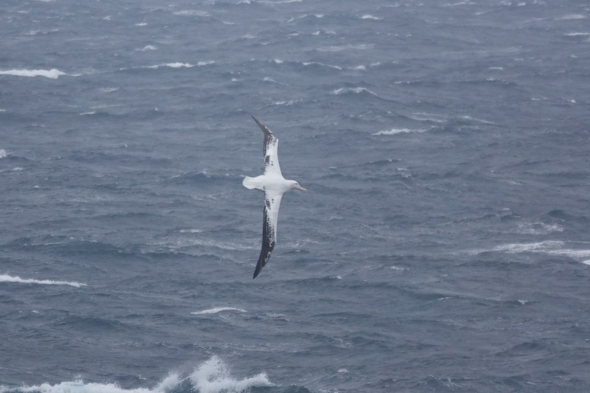 Snowy Albatross - ML647099119