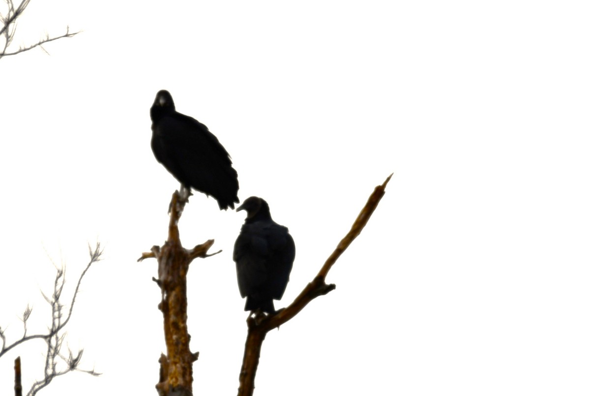 Black Vulture - ML647099125