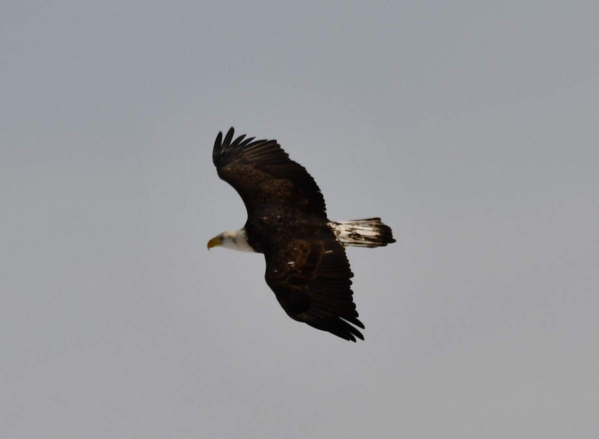 Bald Eagle - ML647099132