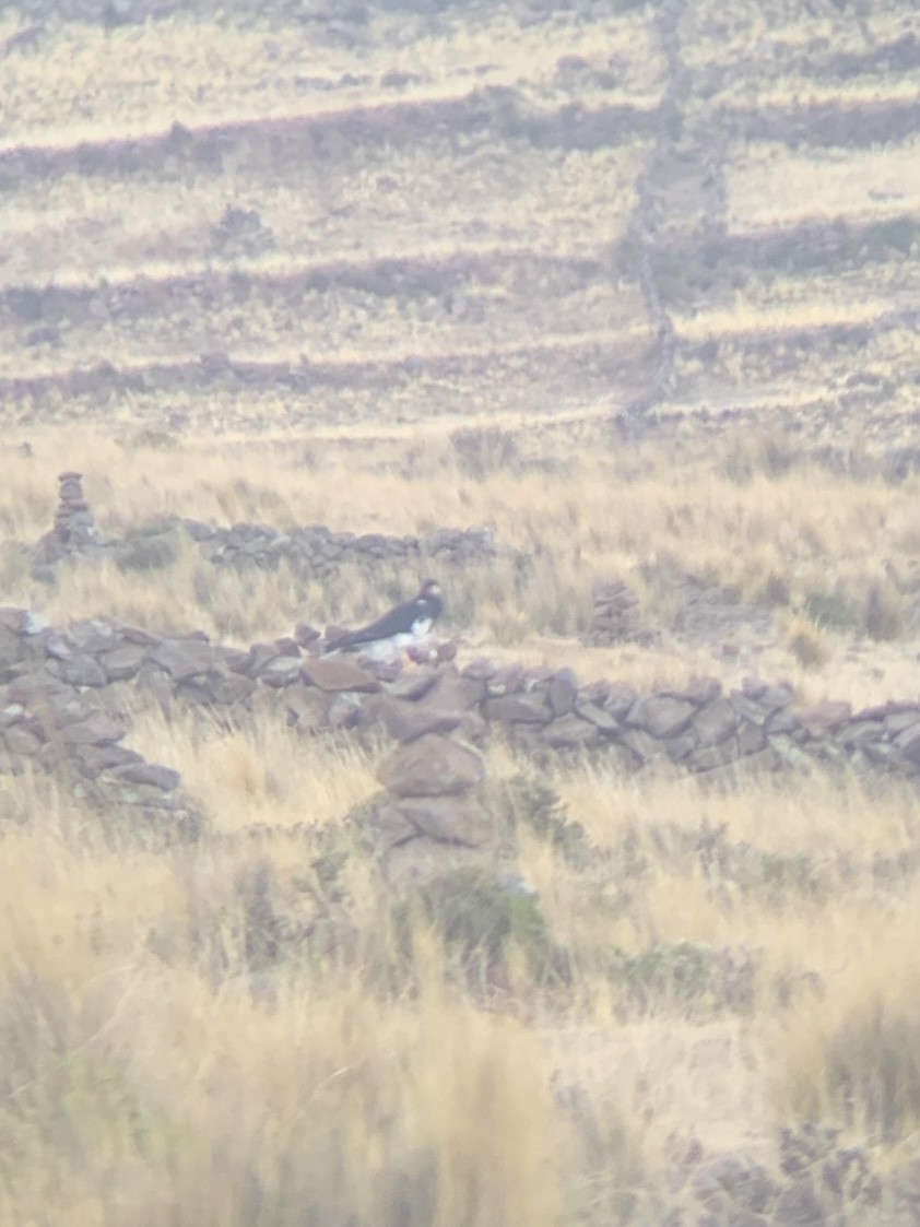 Mountain Caracara - ML647099134