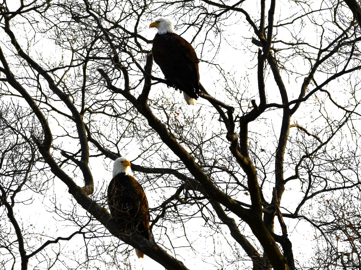 Bald Eagle - ML647099136