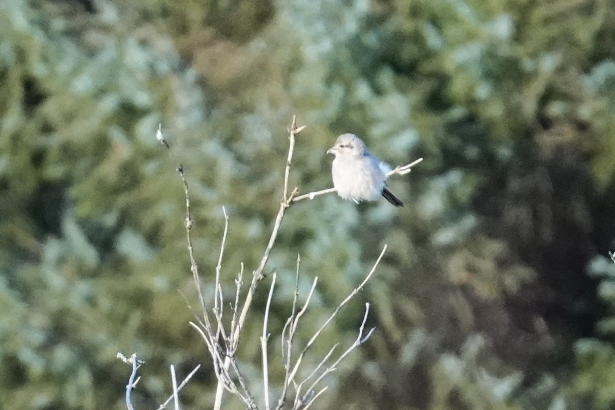 Alcaudón Boreal - ML647099145