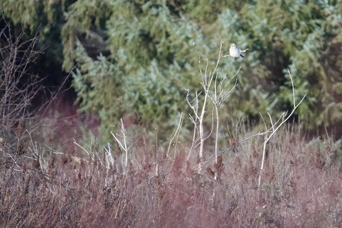 Alcaudón Boreal - ML647099146