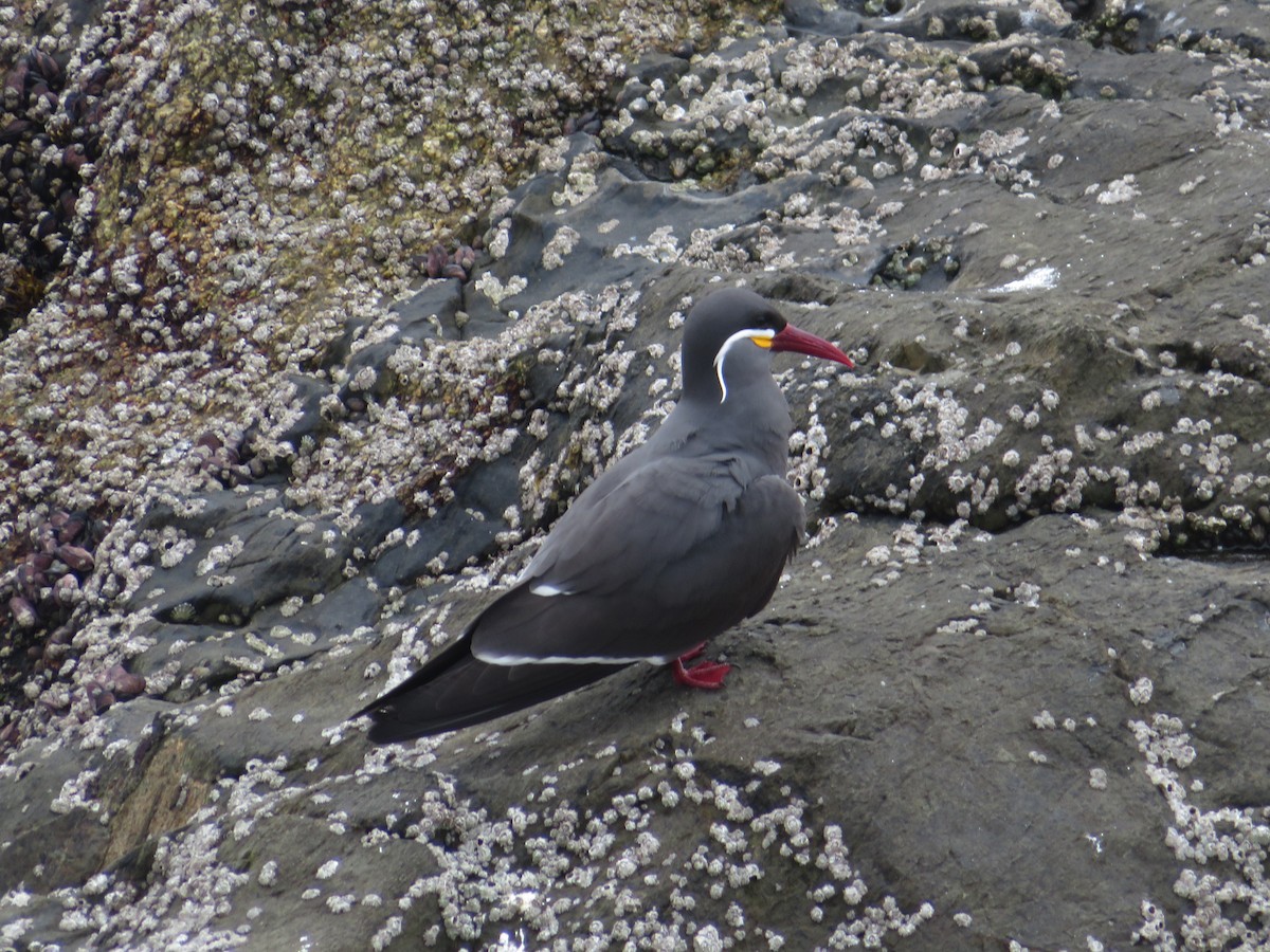 Sterne inca - ML647099148