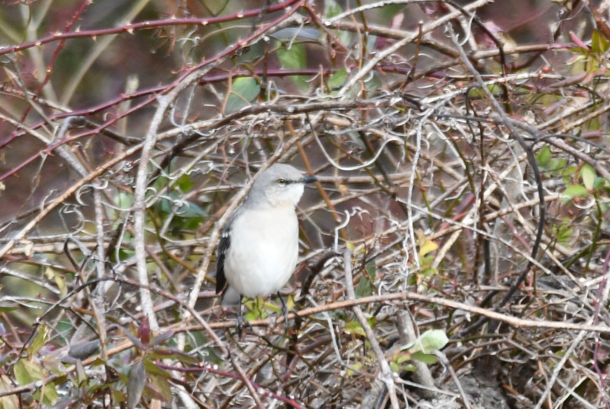 Northern Mockingbird - ML647099152