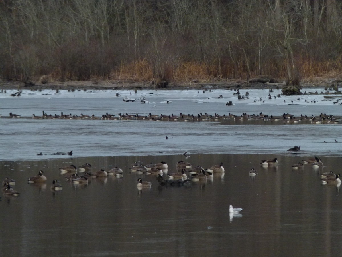 ברנטה קנדית - ML647099154