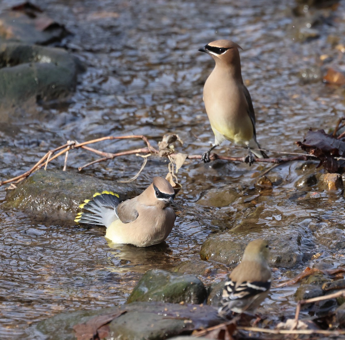 ヒメレンジャク - ML647099155