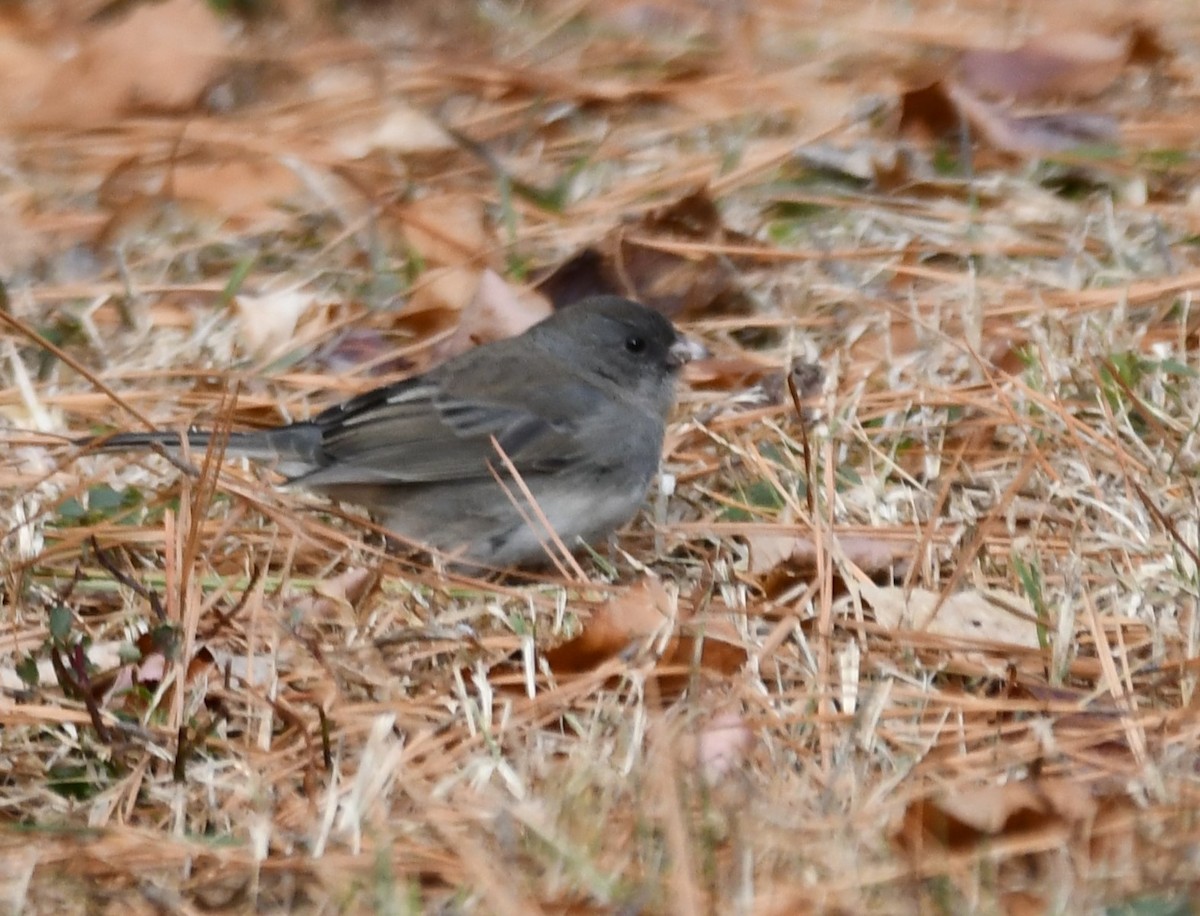 Dark-eyed Junco - ML647099157