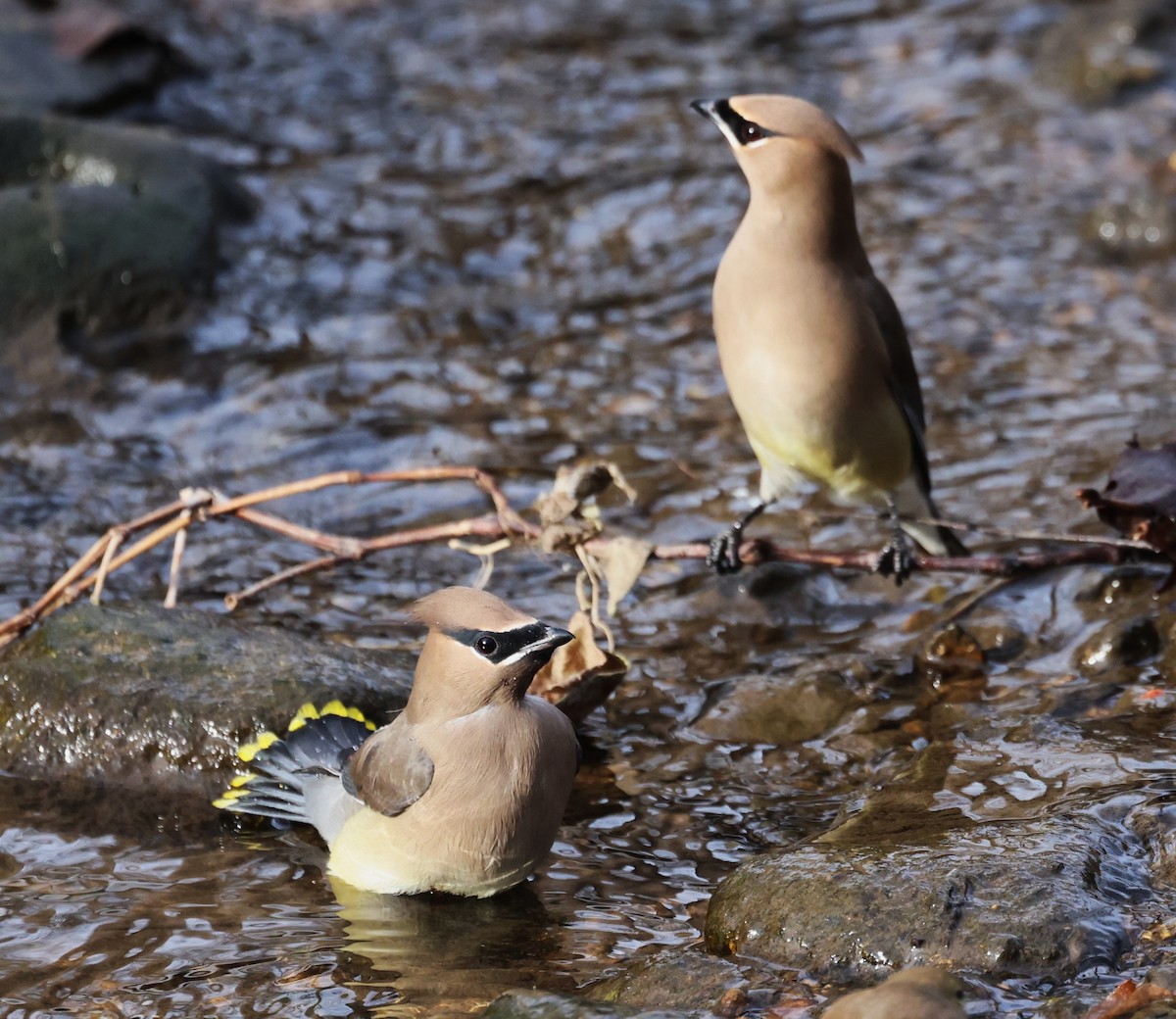 ヒメレンジャク - ML647099158
