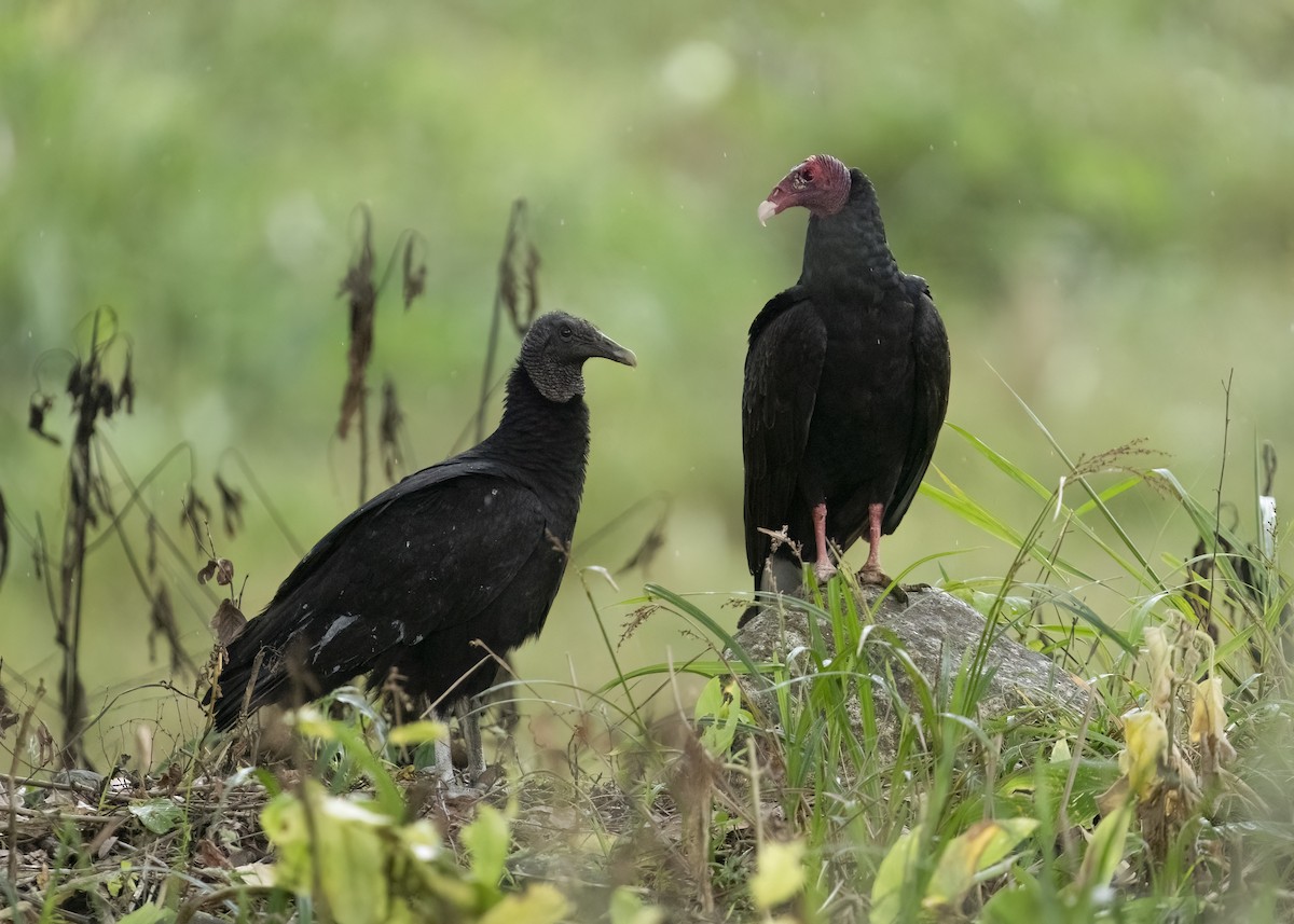 Black Vulture - ML647099164