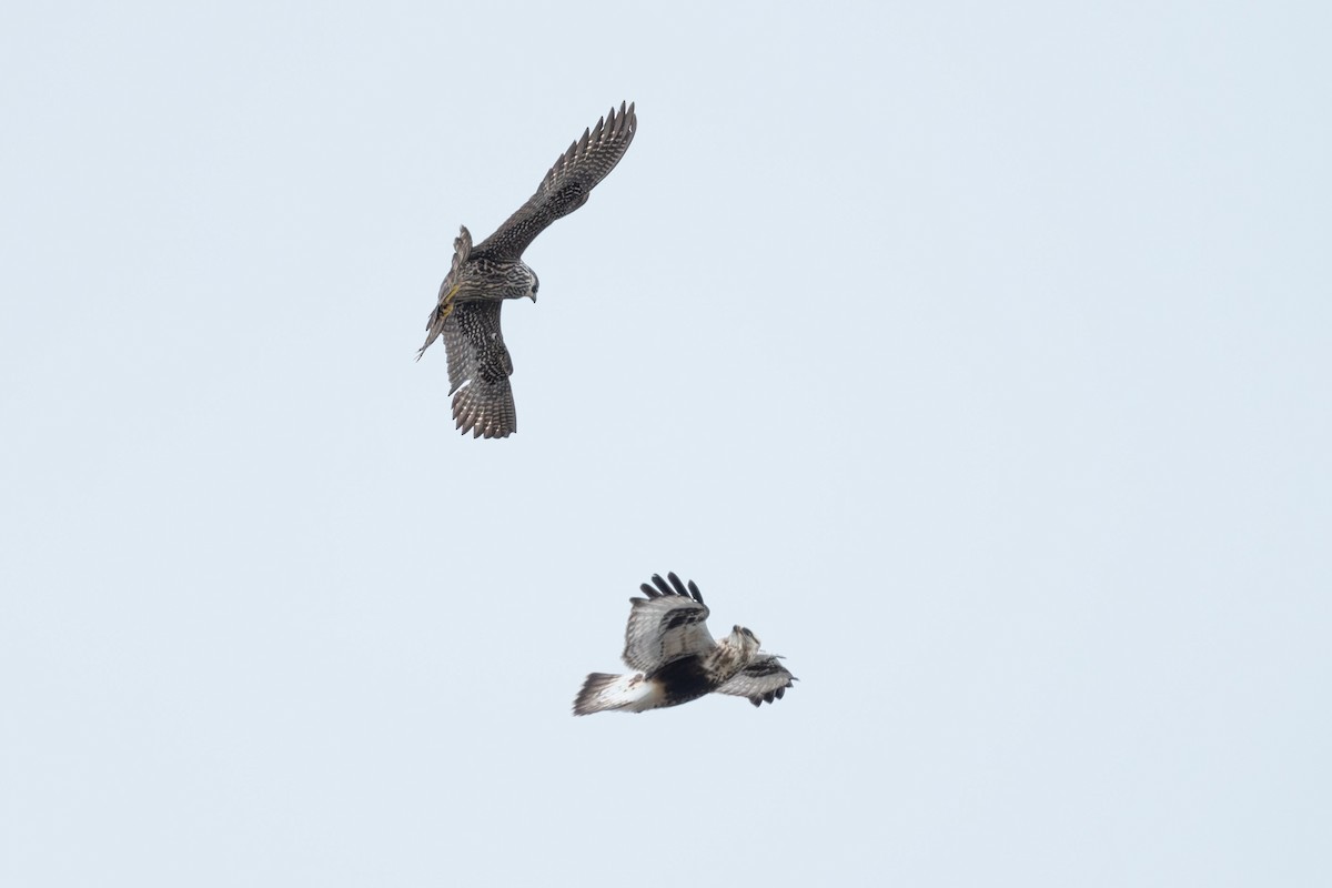 Poiana calzata - ML647099165