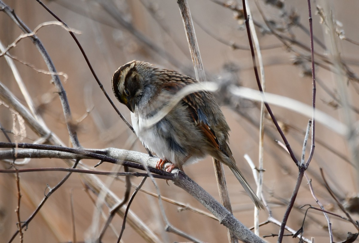 White-throated Sparrow - ML647099166