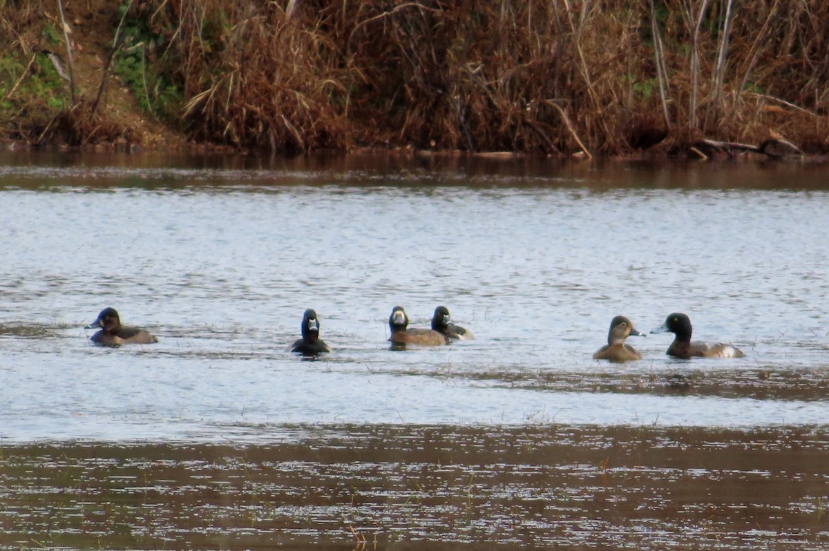 Porrón Bastardo - ML647099169