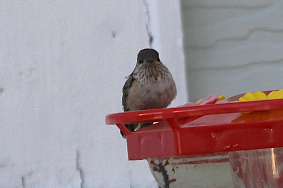 kalypta Kalliopina - ML647099175