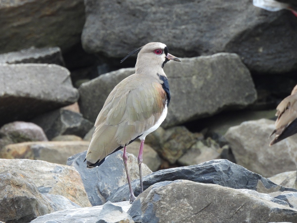 Southern Lapwing - ML647099178