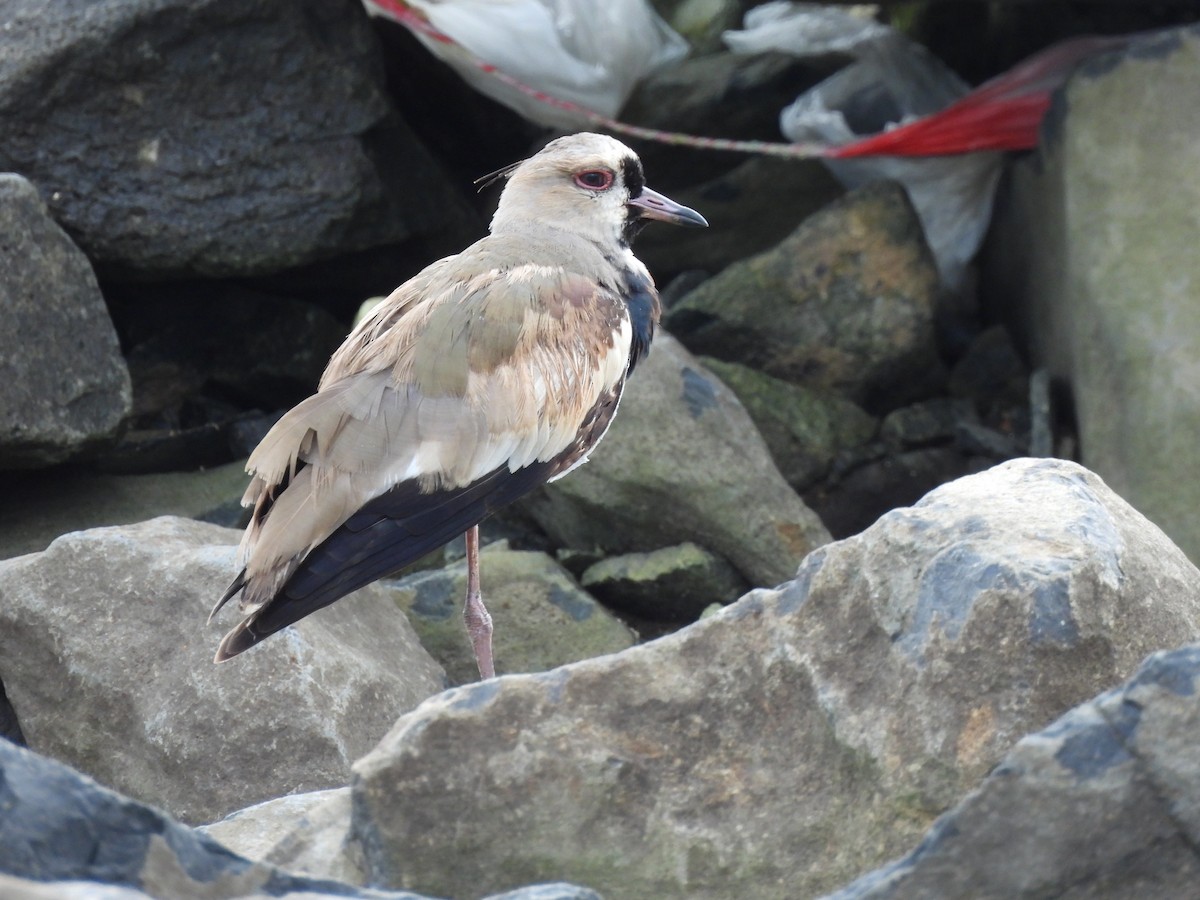 Southern Lapwing - ML647099179