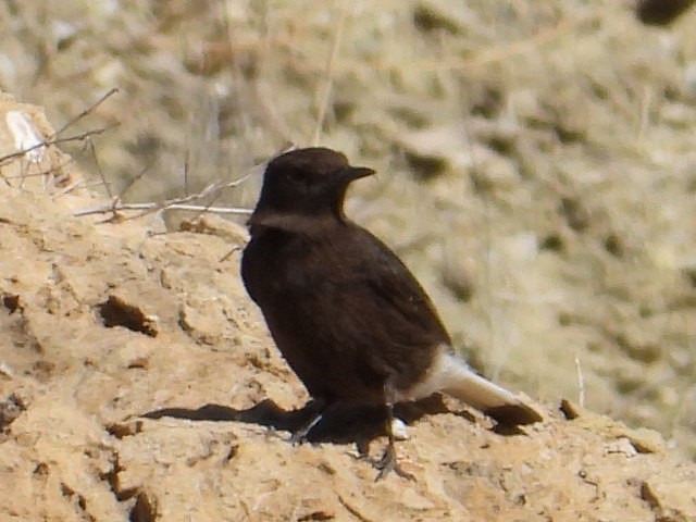 Black Wheatear - ML647099181