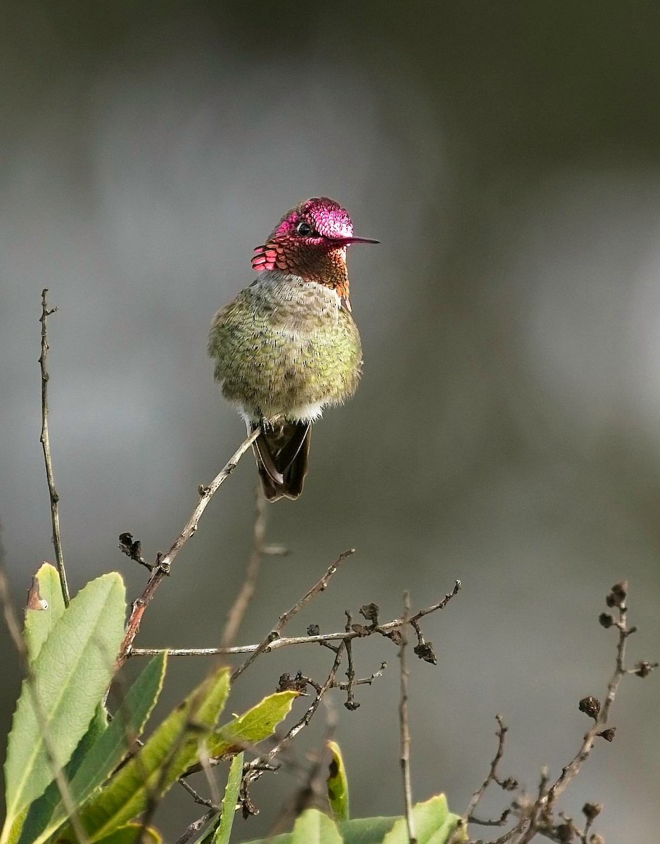 kalypta růžovohlavá - ML647099185