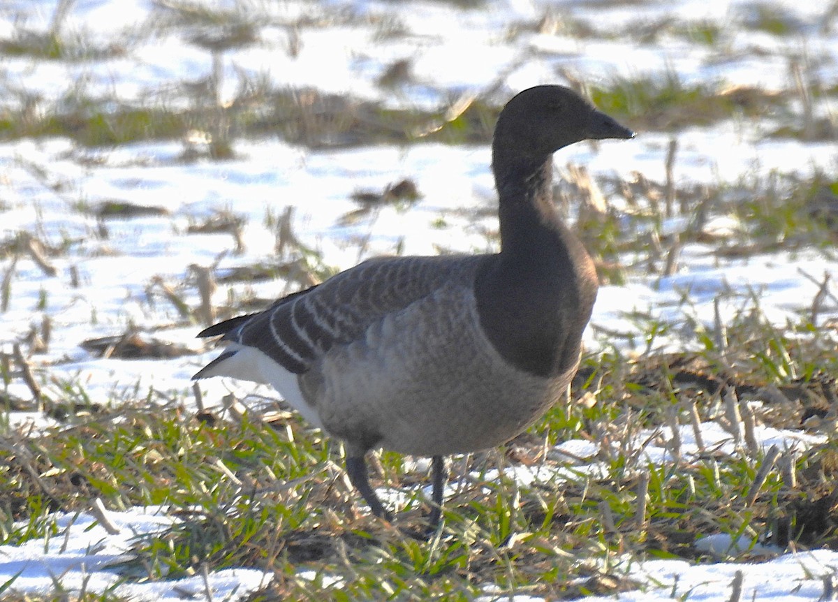 Brant - ML647099186