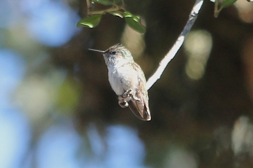 kalypta Kalliopina - ML647099187