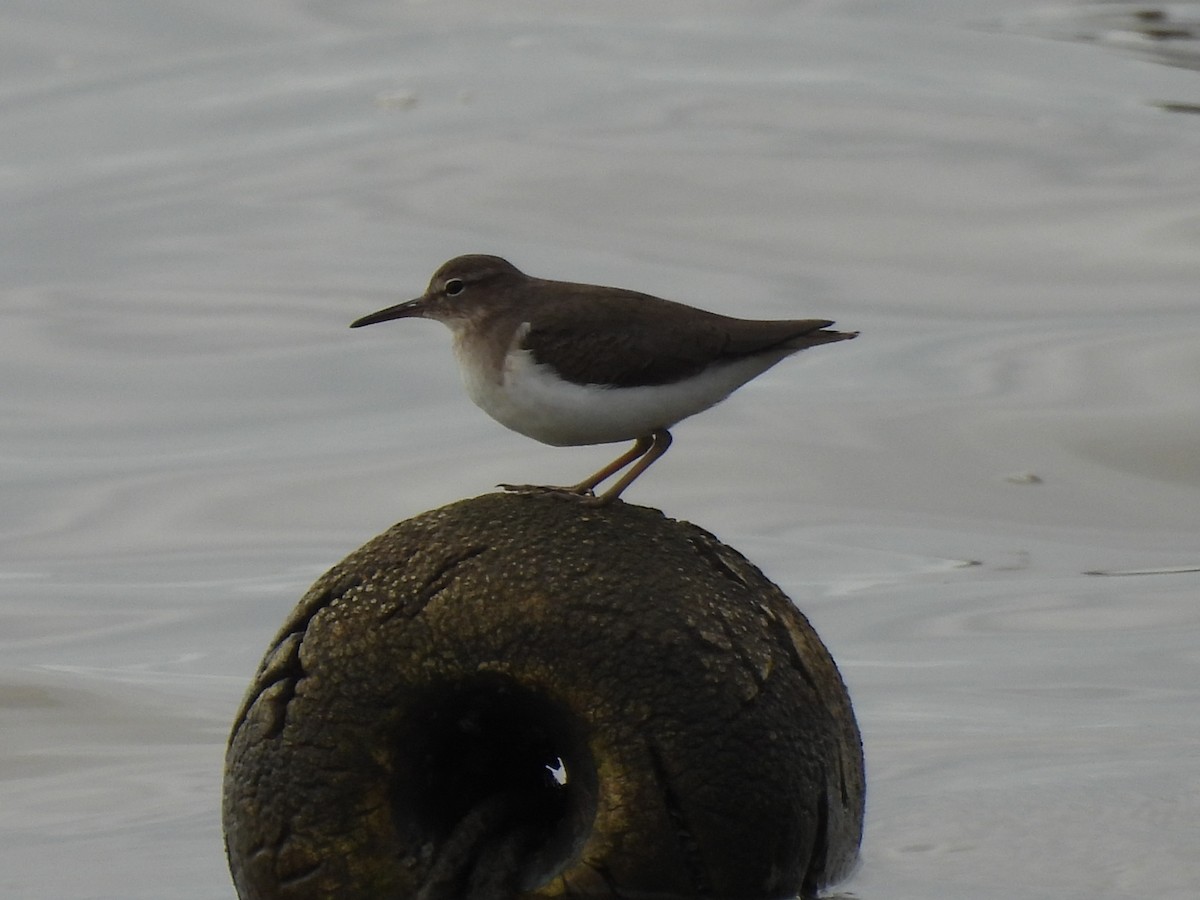 Spotted Sandpiper - ML647099191