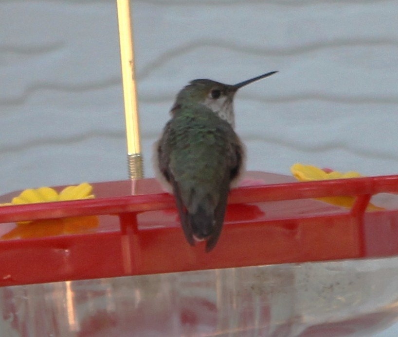 kalypta Kalliopina - ML647099192