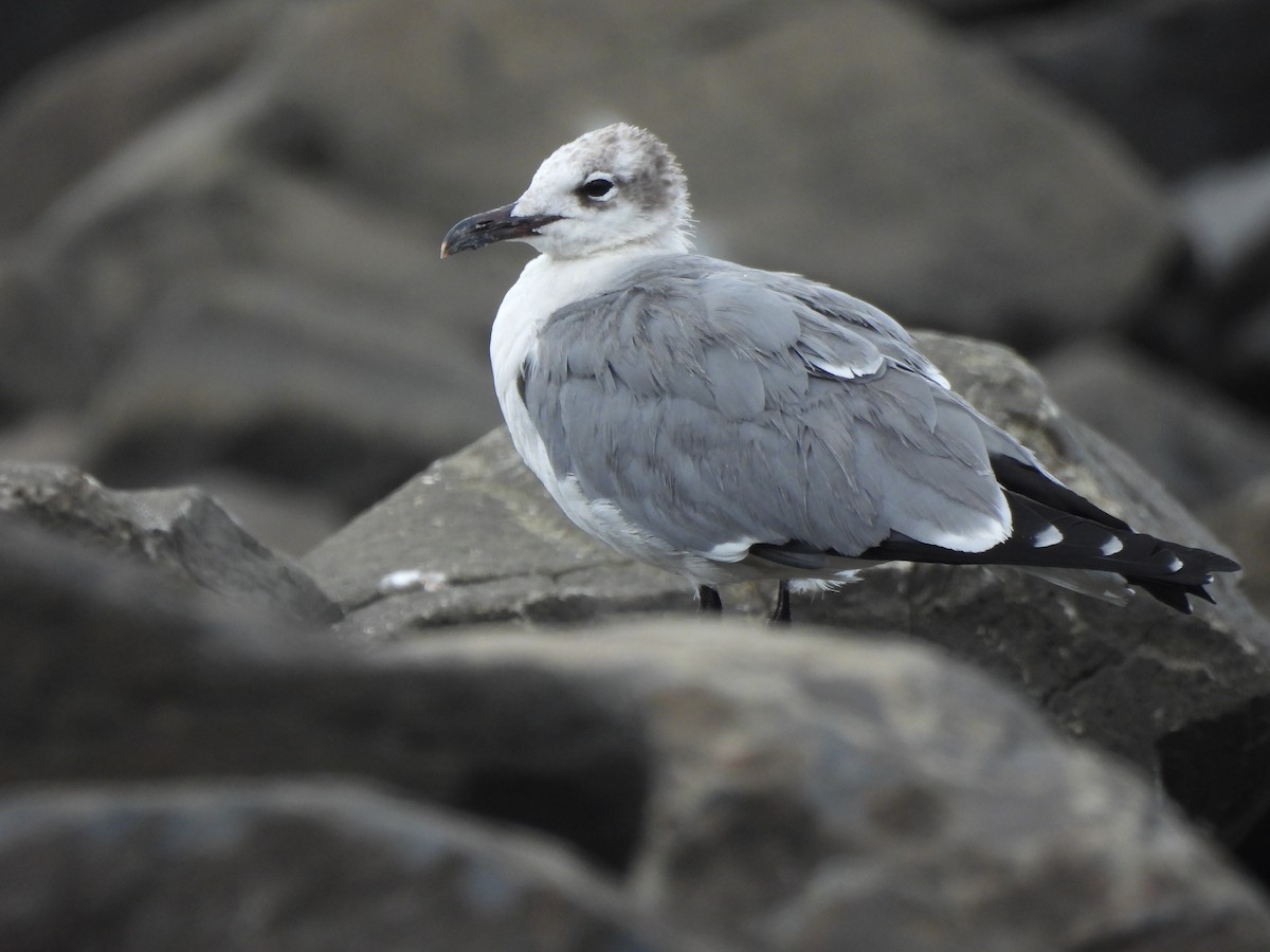 Laughing Gull - ML647099198