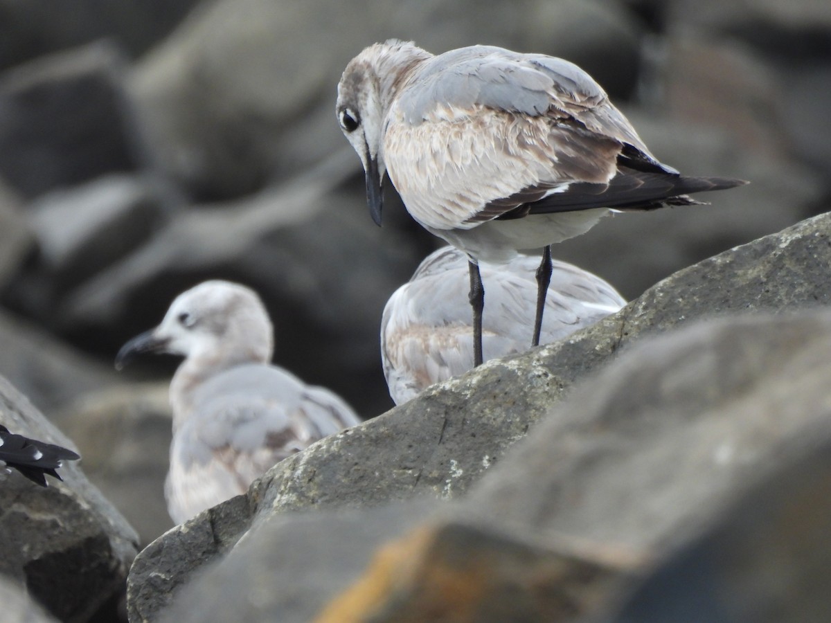Laughing Gull - ML647099199