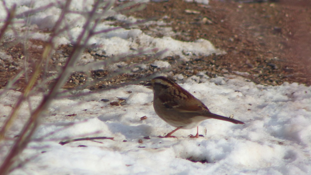 White-throated Sparrow - ML647099201