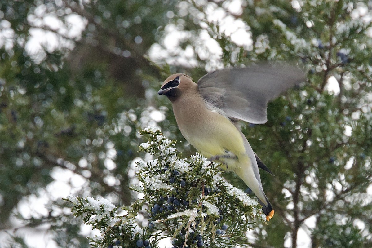 ヒメレンジャク - ML647099208