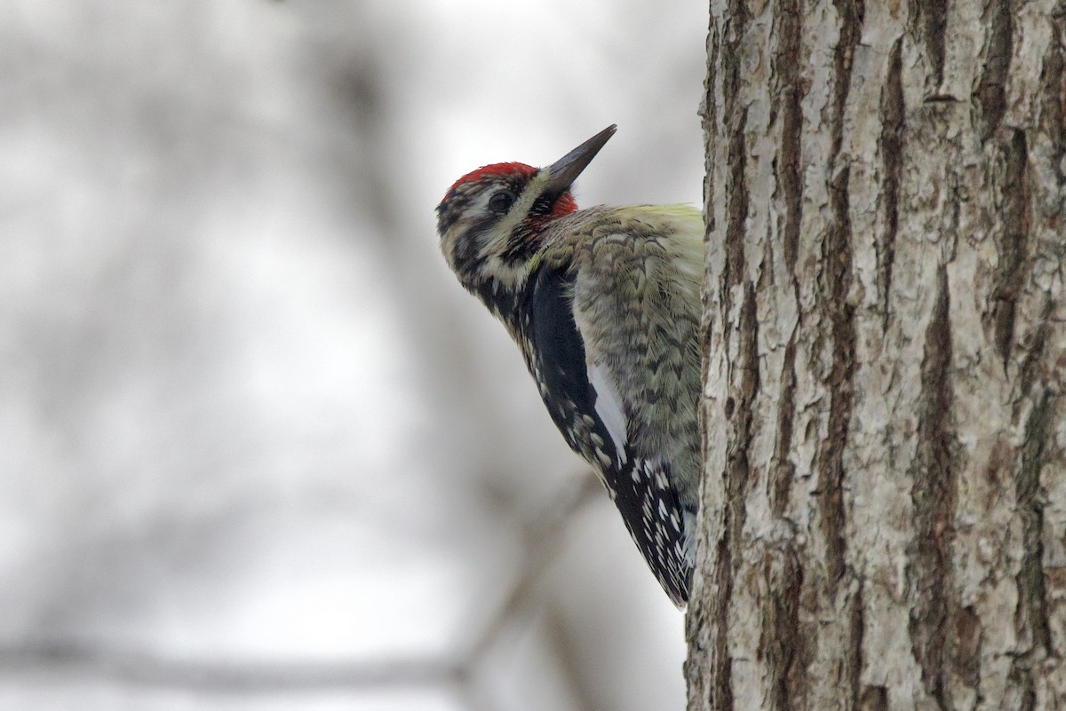 datel rudohrdlý - ML647099213