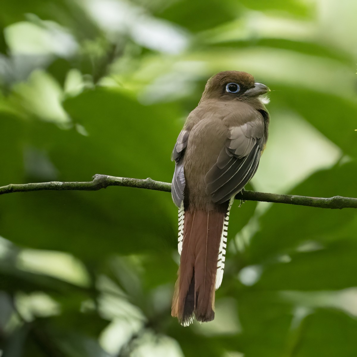 trogon modroocasý - ML647099214