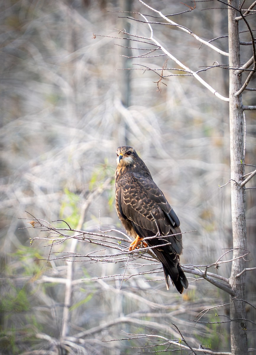 plžojed bažinný - ML647099215