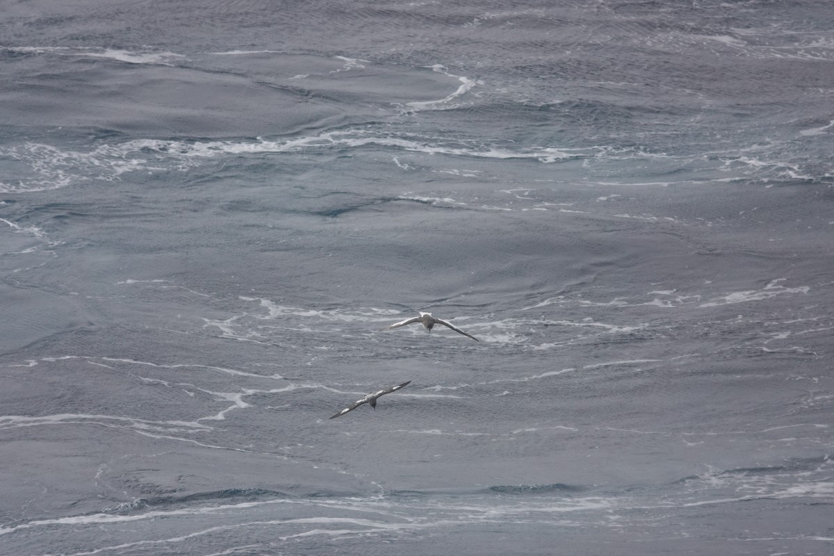 buřňák antarktický - ML647099216