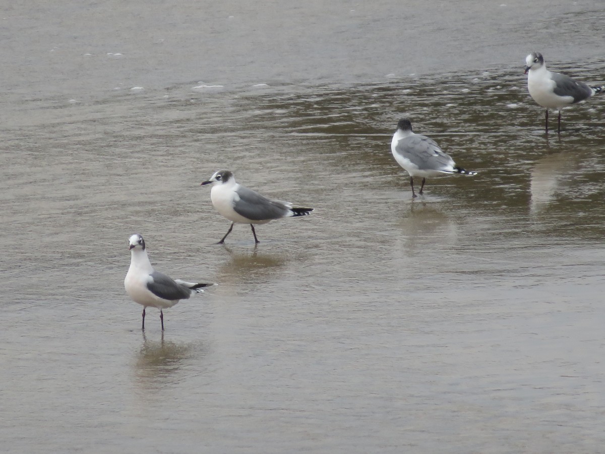 racek vnitrozemský - ML647099217