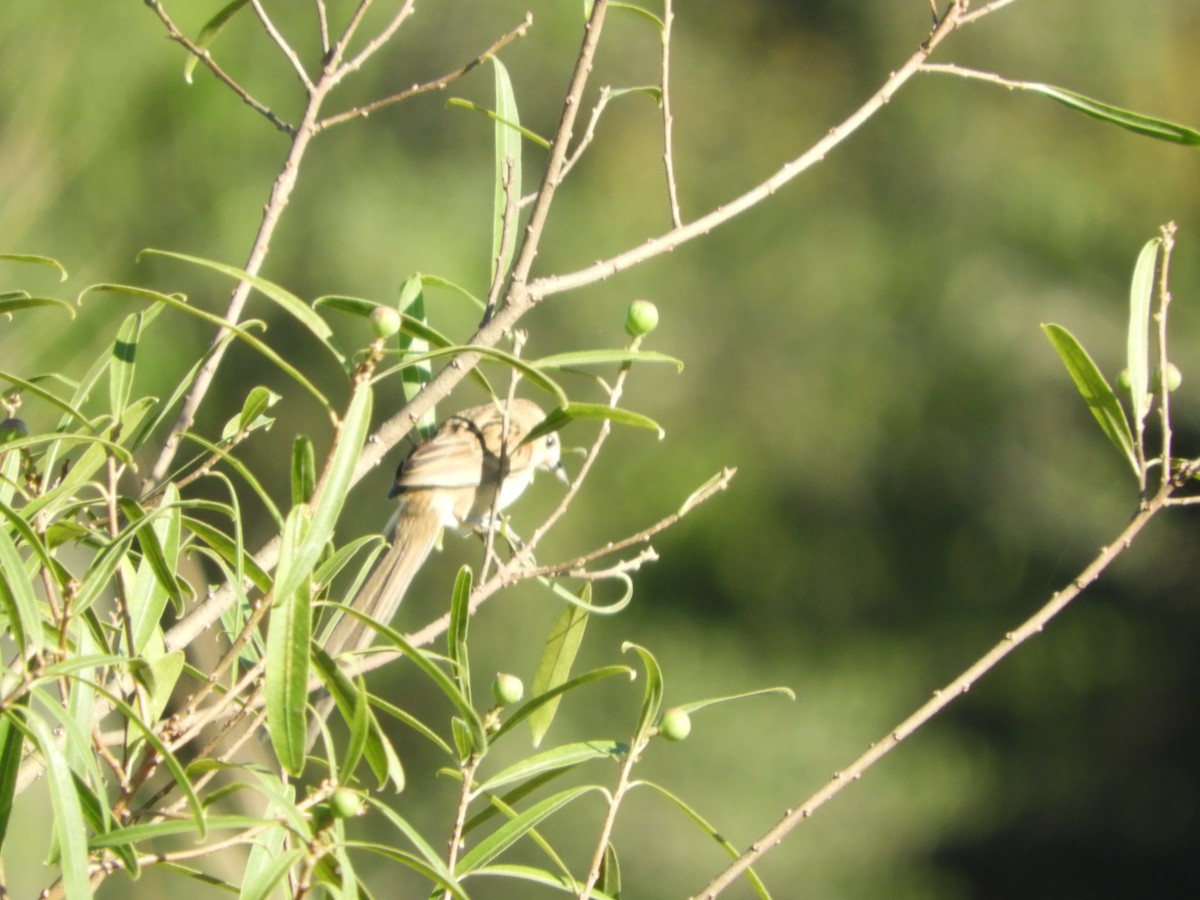 Chotoy Spinetail - ML647099218