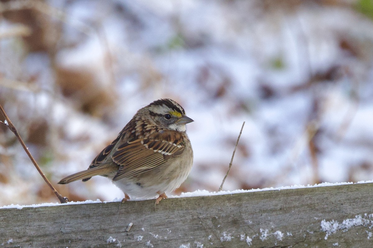 strnadec bělohrdlý - ML647099219