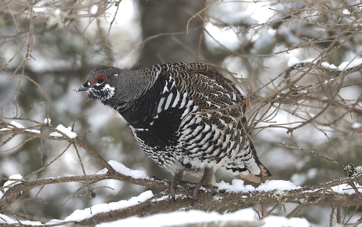 Spruce Grouse - ML647099220