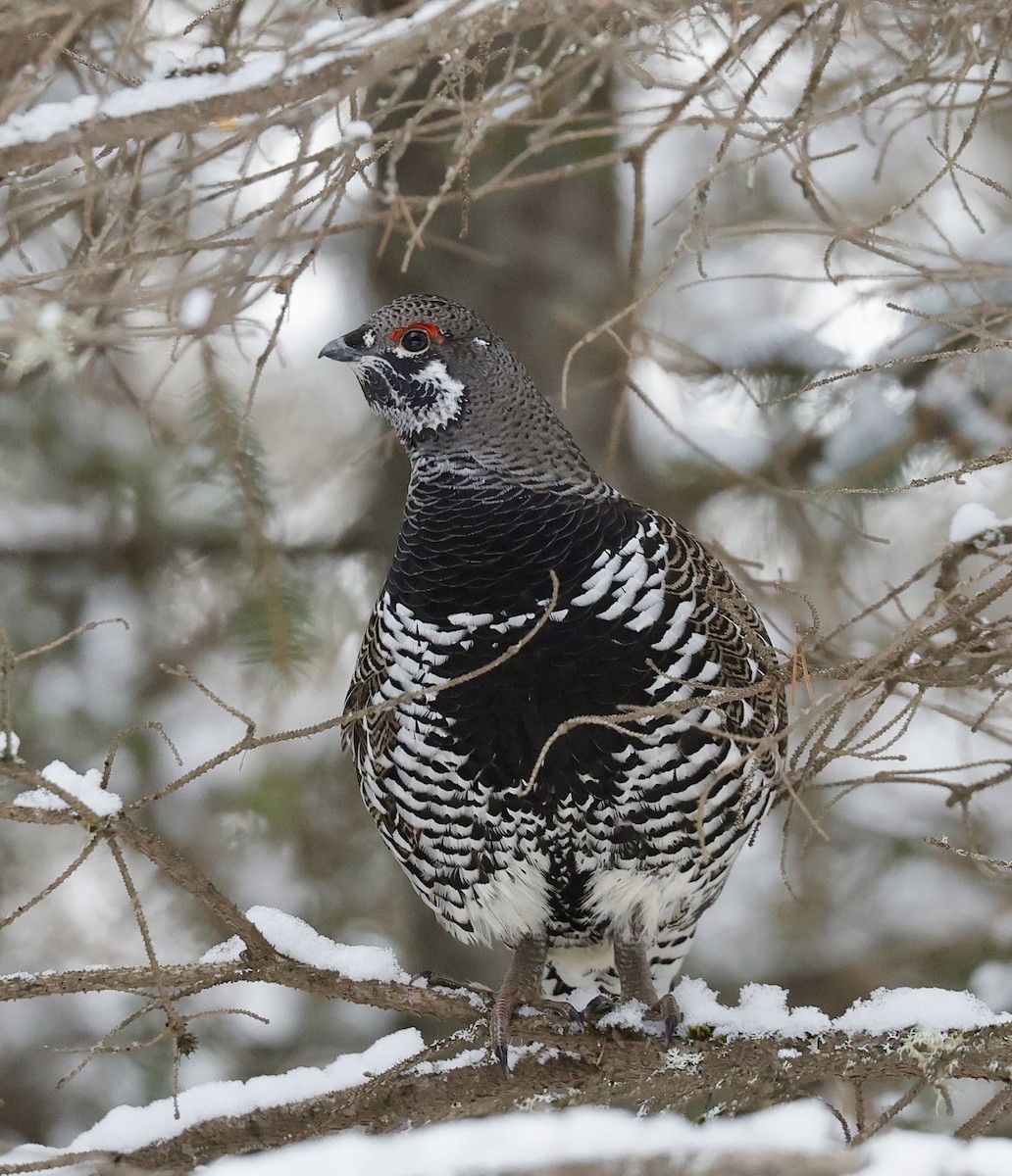 Spruce Grouse - ML647099221
