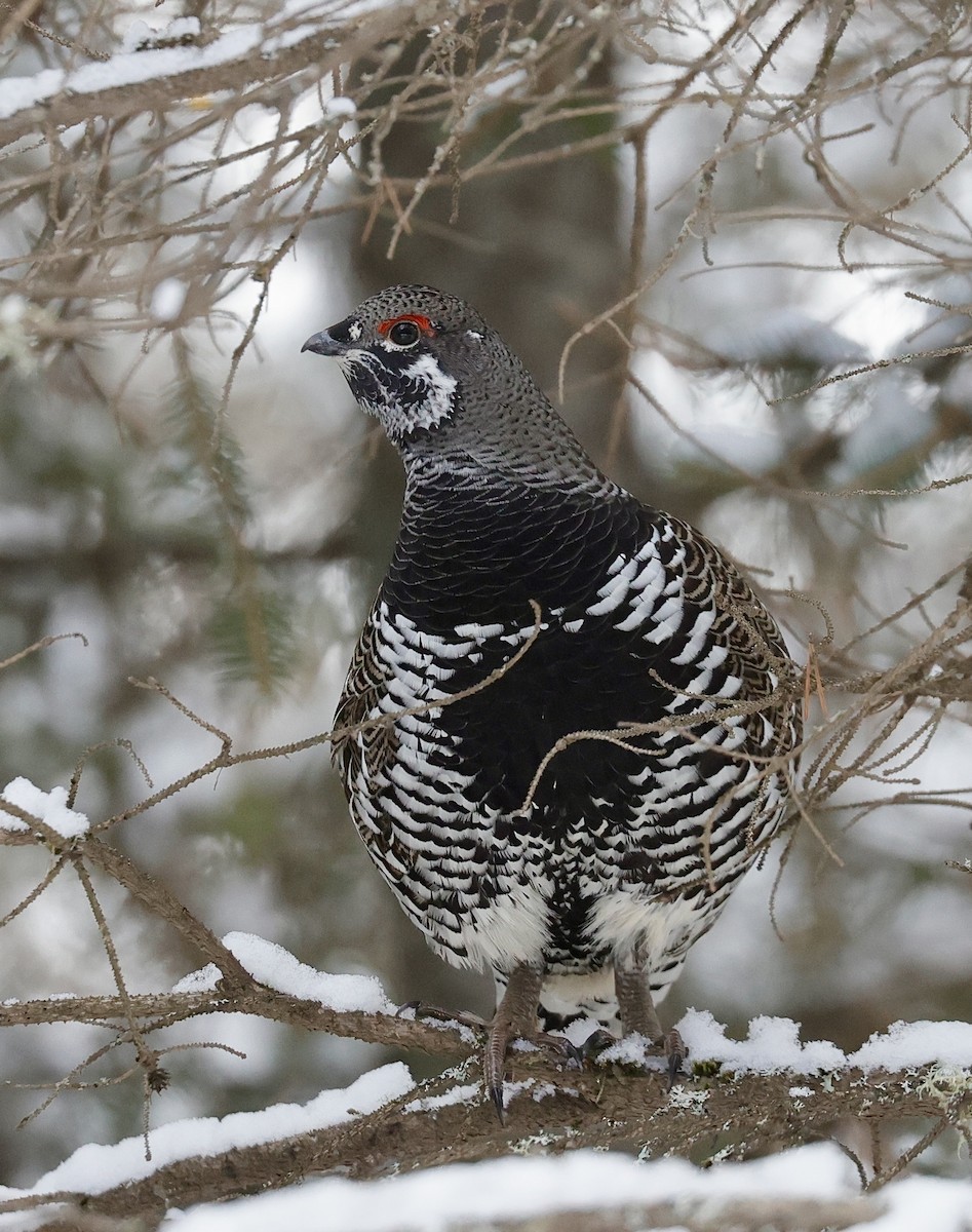 Spruce Grouse - ML647099222