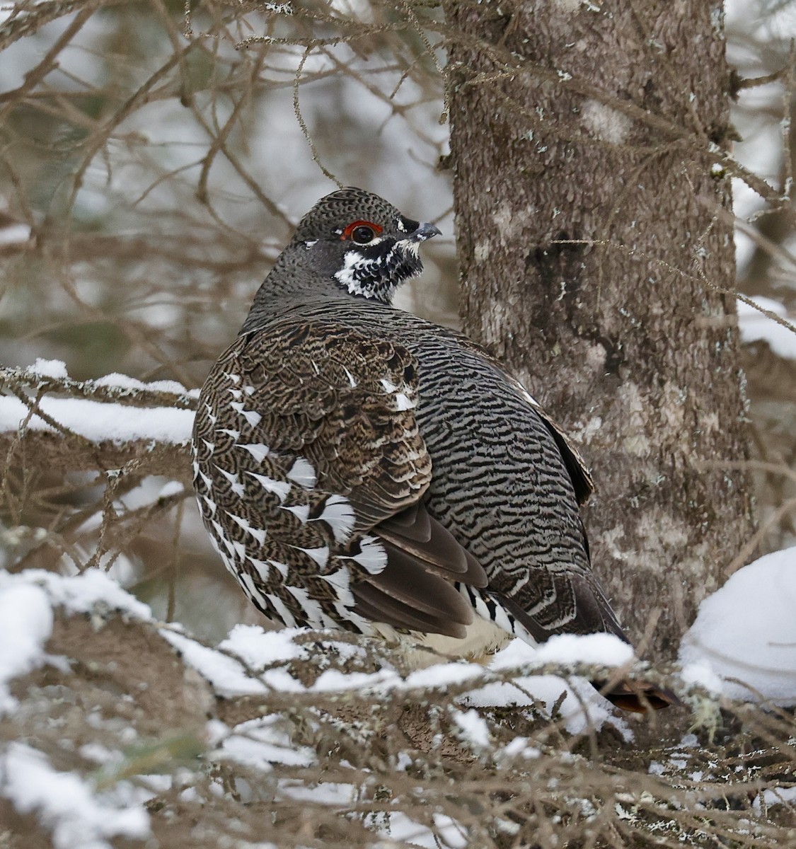 Spruce Grouse - ML647099223