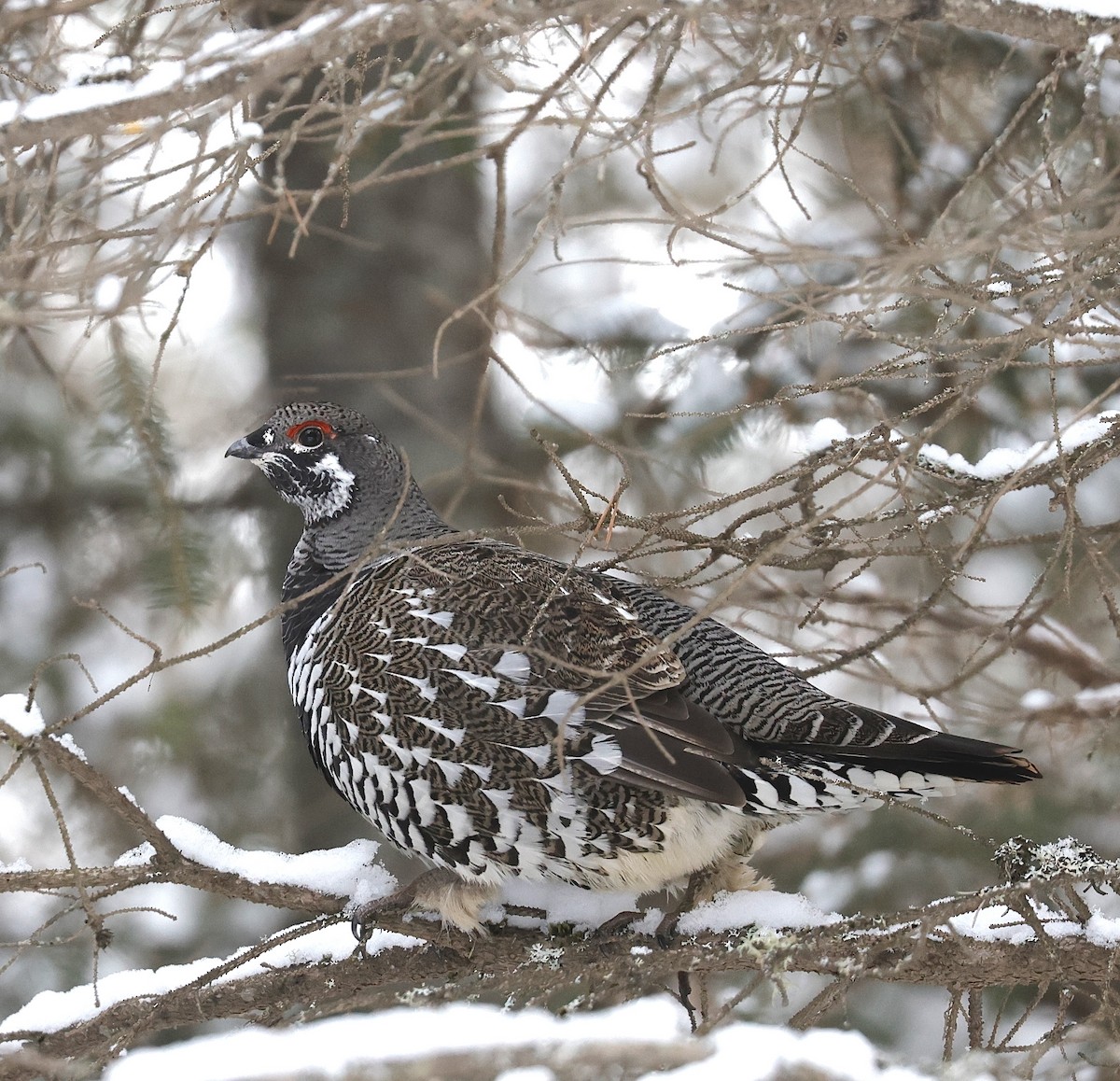Spruce Grouse - ML647099224