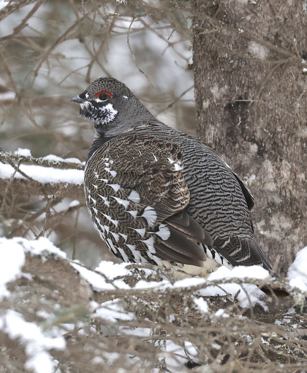 Spruce Grouse - ML647099225